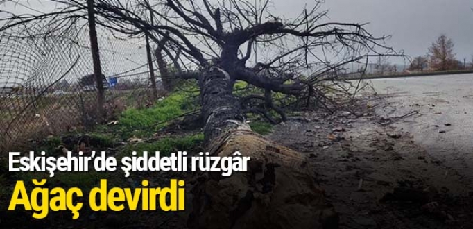  Eskişehir’de şiddetli rüzgâr ağaç devirdi